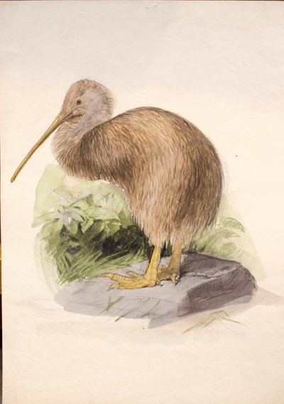 Kiwi by Joseph Wolf